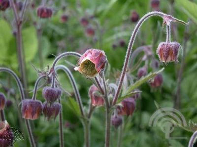 Geum rivale