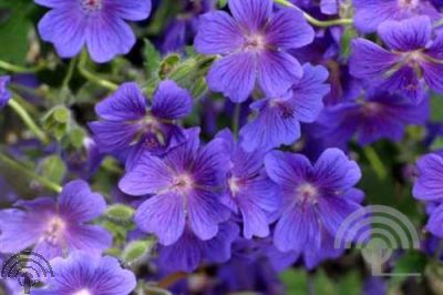 Geranium magn. 'Rosemoor'