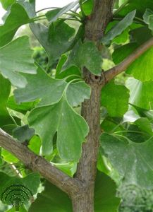 Ginkgo biloba