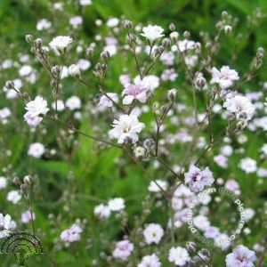 Gypsophila 'Rosenschleier'