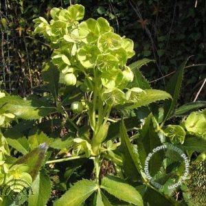 Helleborus argutifolius