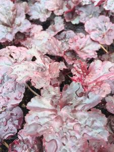 Heuchera 'Black Sea'