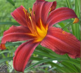 Hemerocallis 'Crimson Pirate'