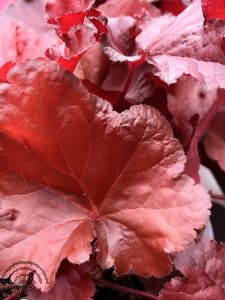 Heuchera 'Forever Red'