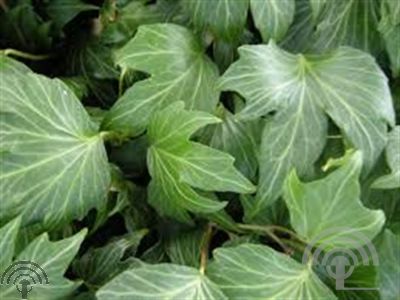 Hedera hel. 'Green Ripple'