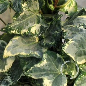 Hedera hel. 'Kolibri'