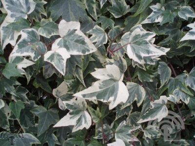 Hedera hel. 'White Ripple'