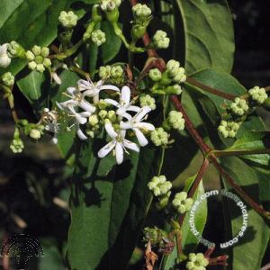 Heptacodium miconioides