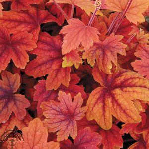 Heucherella 'Sweet Tea'®