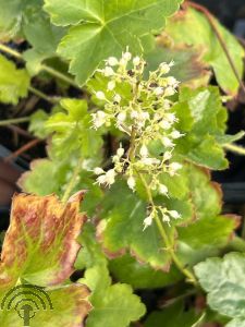 Heuchera vill. 'Chantilly'