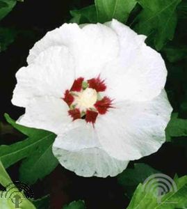 Hibiscus syr. 'Red Heart'