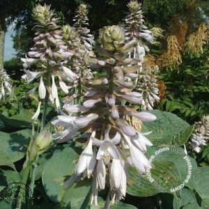 Hosta 'Blue Angel'®