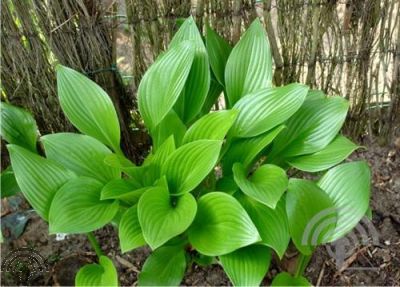 Hosta clausa var. 'Normalis'
