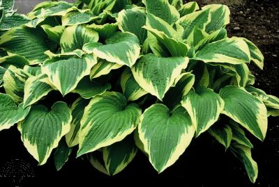 Hosta for. 'Moerheim'