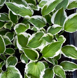 Hosta for. 'Patriot'