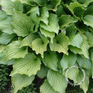 Hosta 'Honeybells'