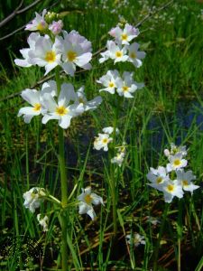 Hottonia palustris