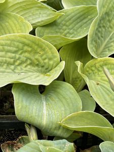 Hosta sieb. 'Elegans'