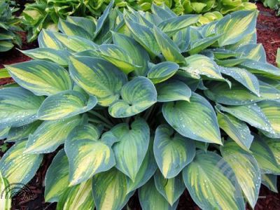 Hosta tardiana 'June'