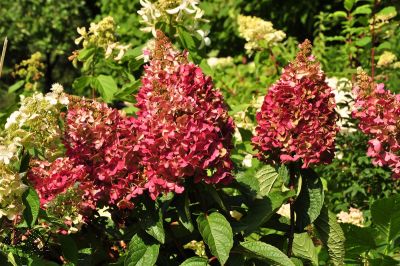 Hydrangea pan. 'Wim's Red'®