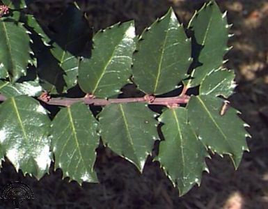 Ilex meserveae