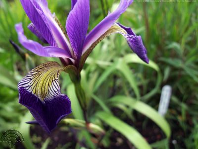 Iris robusta 'Dark Aura'