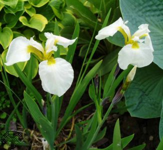 Iris setosa