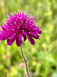 Knautia macedonica