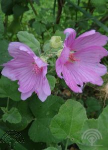 Lavatera 'Bredon Springs'