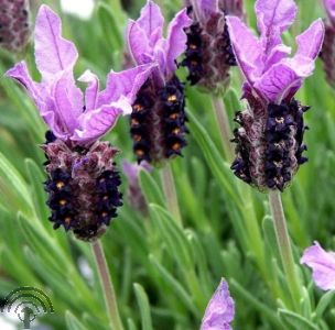 Lavandula stoechas subsp. pedunculata