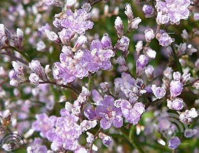 Limonium latifolium