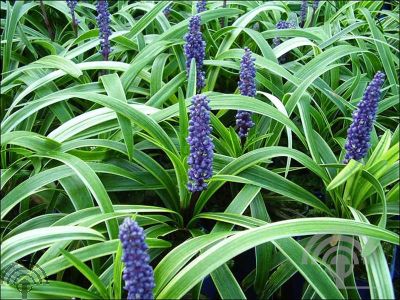 Liriope muscari 'Gold Banded'