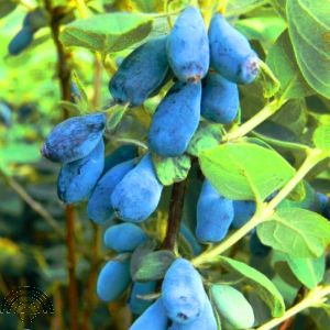 Lonicera caer. 'Duet'