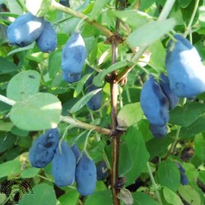 Lonicera caer. 'Sinoglaska'