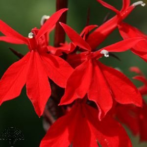 Lobelia fulgens 'Queen Victoria'