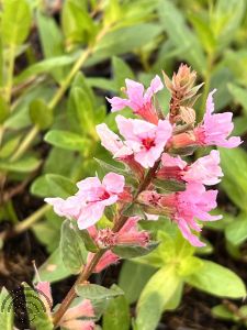 Lythrum sal. 'Blush'