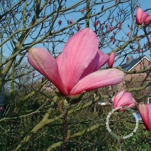 Magnolia 'Galaxy'