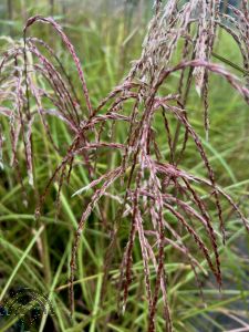 Miscanthus sin. 'Pink Cloud'®