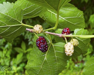 Morus alba