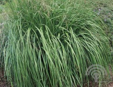 Molinia arundinacea
