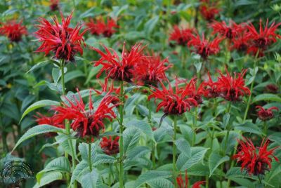 Monarda 'Jacob Cline'
