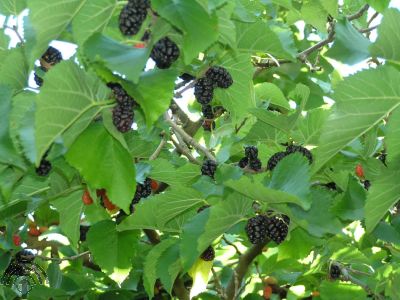 Morus nigra
