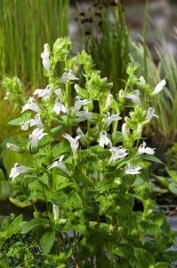 Myosotis pal. 'Alba'