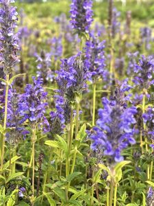 Nepeta nervosa 'Blue Moon'