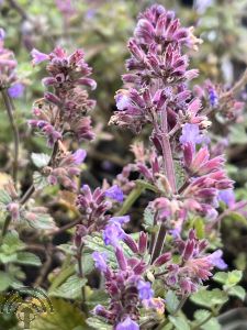 Nepeta faassenii 'Purssian Blue'®