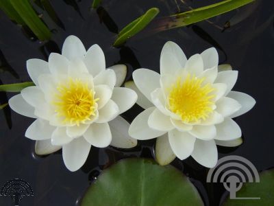 Nymphaea 'Marliacea Albida'
