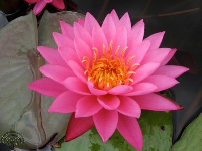 Nymphaea 'Mayla'
