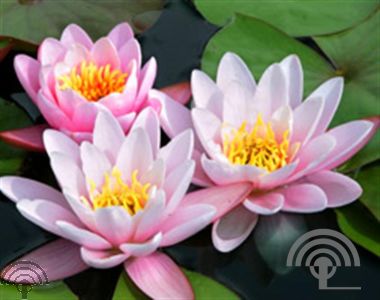 Nymphaea 'Marliacea Carnea'