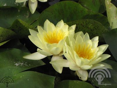 Nymphaea 'Marliacea Chromatella'