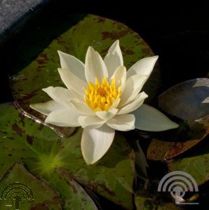 Nymphaea 'Pygmaea Alba'